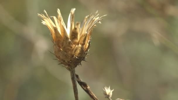 Die Leere Trockene Distelknospe Ohne Samen Trockenen Stamm Schwankt Sommerwind — Stockvideo