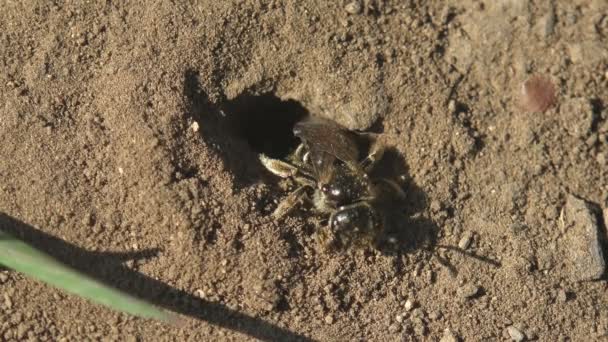 Les Jeunes Abeilles Qui Éclosent Œuf Sortent Trou Dans Sol — Video