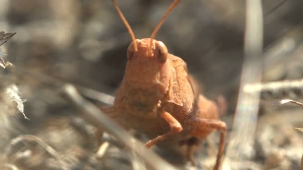 캐롤라이나 메뚜기 캐롤라이나 메뚜기 메뚜기 퀘이커 잡초가 초원에 서식하는 메뚜기 — 비디오