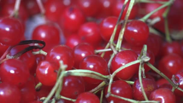 Rote Kleine Wilde Beeren Krataegus Genannt Weißdorn Quickdorn Dornapfel Maibaum — Stockvideo