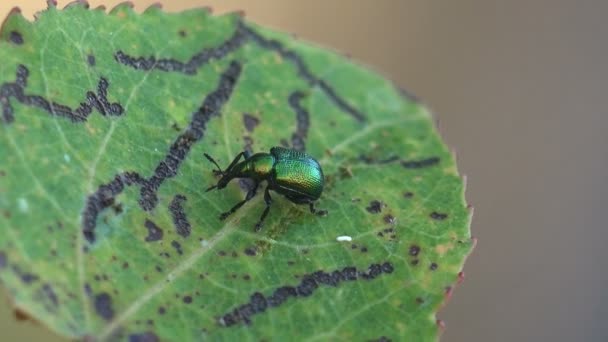 緑のドックの葉ビートル 胃腸管 緑の葉の上に毛虫を食べるの痕跡と座っている 野生動物のマクロビュー昆虫 — ストック動画