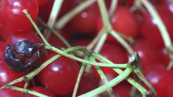 Rote Kleine Wilde Beeren Krataegus Genannt Weißdorn Quickdorn Dornapfel Maibaum — Stockvideo