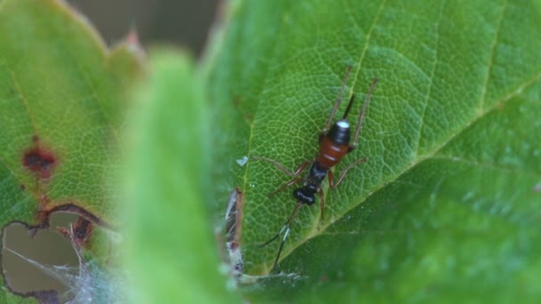 Little Young Wasp Sits Green Leaf Wild Strawberry Forest Macro — Stock Video