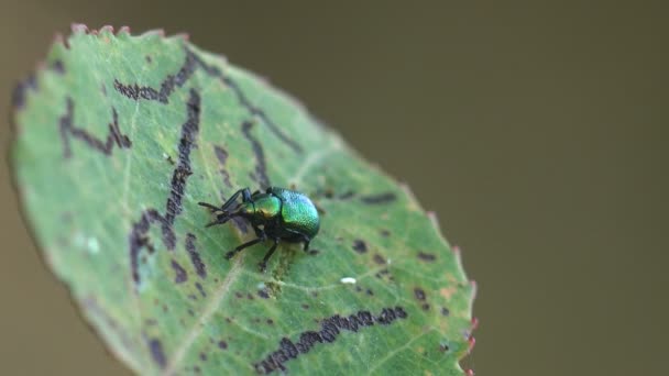 Зелёный Док Жук Gastrophysa Viridula Сидит Зелёном Листе Следами Поедания — стоковое видео