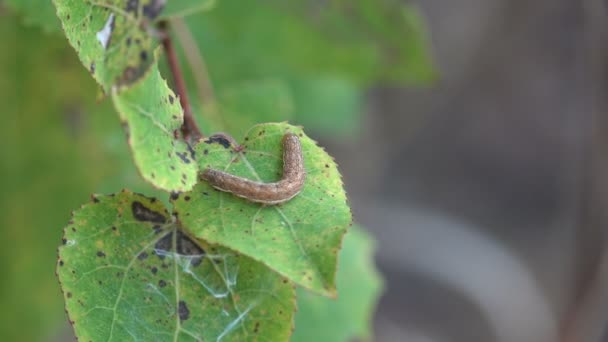 Petite Chenille Brune Nourrit Feuilles Vertes Fraîches Dans Forêt Insecte — Video