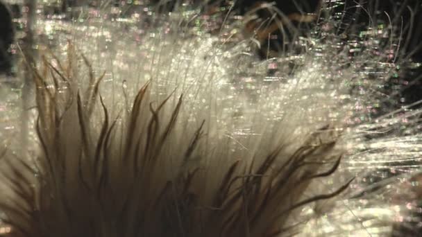 Sementes Fofas Cardo Selvagem Sol Brilha Através Botão Thistledown Método — Vídeo de Stock