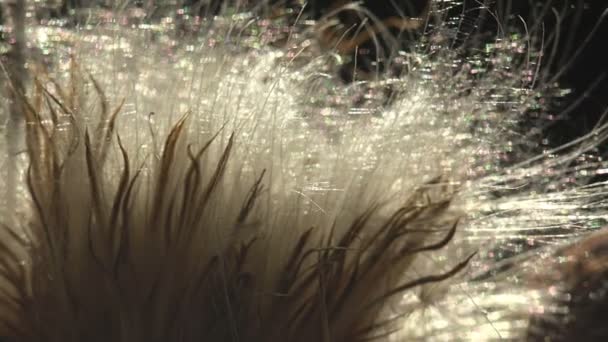 野生のアザミのふわふわの種太陽は芽を通して輝きますThistledown 風による種子分散の方法 マクロ — ストック動画