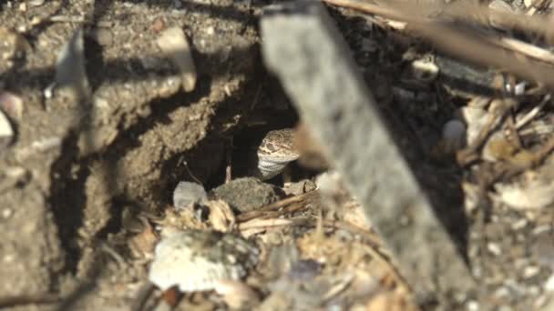 Cabeza Sobresale Del Agujero Pequeño Lagarto Gris Joven Sienta Agujero — Vídeo de stock