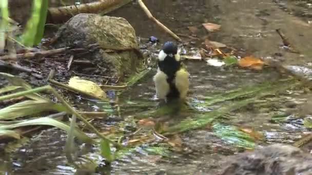 Jovem Tit Banha Córrego Floresta Bebe Água Dia Quente Verão — Vídeo de Stock