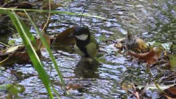 Young Tit Bathes Forest Stream Drinks Water Hot Summer Day — Stock Video