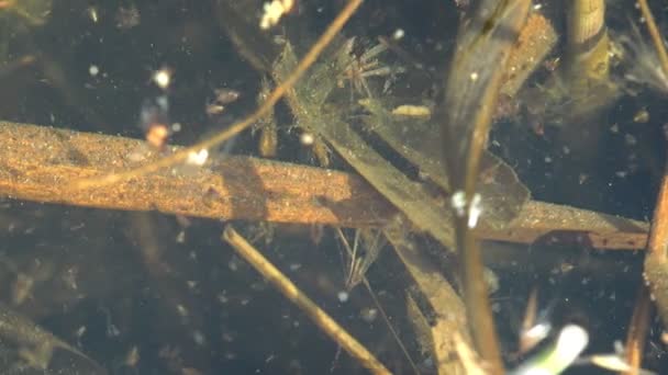 Daphnia Magna Pequeno Crustáceo Planctônico Outros Pequenos Crustáceos Água Parada — Vídeo de Stock