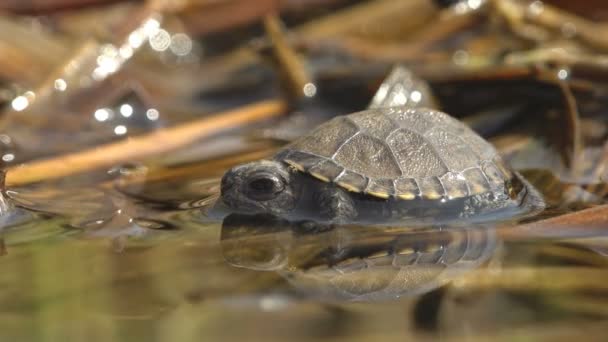 Bebi Turtle Sits Branch Water Just Walked Long Distance Dry — Stock Video
