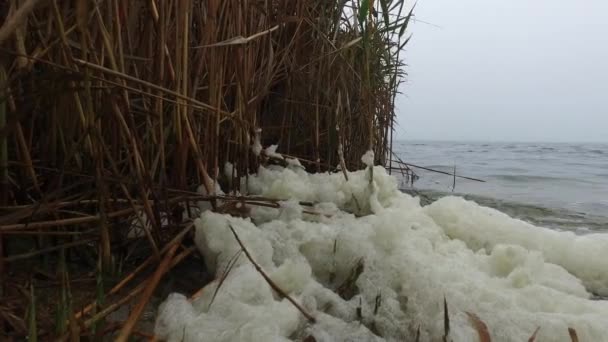 秋天的河岸上 在黄色干枯的芦苇和浓雾中浩瀚的水面之间 漂浮着白色的泡沫 — 图库视频影像