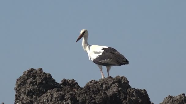 Young Bird Large White Crane Black Wings Stands Hill Banks — Stock Video