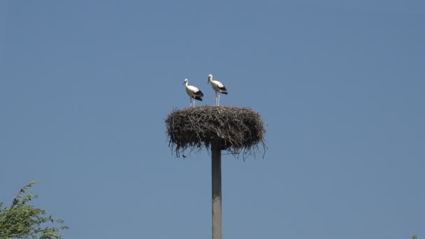 在蓝天的映衬下 高高在上的柱子上挂着一窝树枝 两只长着黑色翅膀的小白鹤立在巢中 一只飞走去打猎 — 图库视频影像