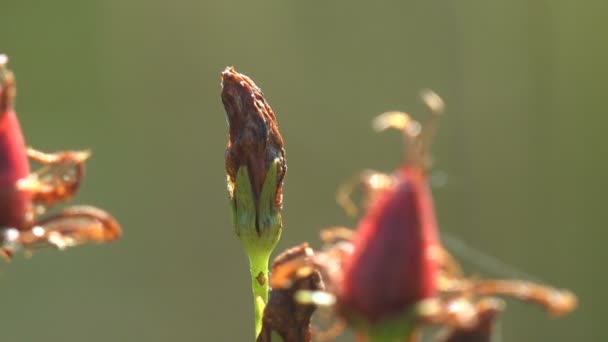 Pequenas Flores Vermelhas Crescem Prado Selvagem Pedras Vento Vista Macro — Vídeo de Stock