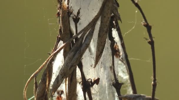 風の中の岩 ウェブ繭 秋の牧草地で草の乾燥した茎に巣 野生動物のマクロの表示 — ストック動画