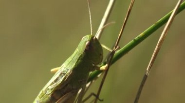 Genç yeşil çekirge hala kanatsız yeşil çimlerin üzerinde oturuyor. Vahşi hayatta böcek görünümlü makro
