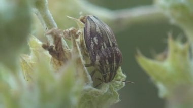 Eurygaster entegrasyonu, kalkan böceği, Scutelleridae, güneşböcekleri, mısır böceği genç burdock yapraklarının arasında rüzgarda sendeliyor.