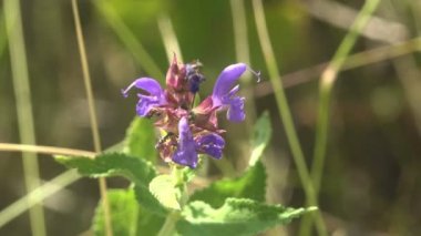 Mor kır çiçeği, karınca kolonisi yaprak bitleri çiçekten meyve suyu emiyorlar, yaz çayırları. Vahşi Yaşam 'da Makro görünüm böceği