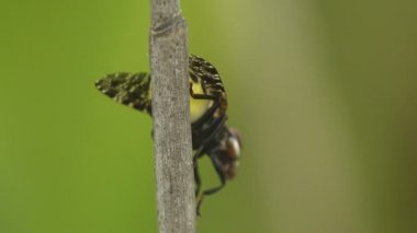 Snipe Fly, Rhagio mystaceus, siyah benekli kanatları ve sarı karınlı, çimen sapının arkasında oturur ve bacaklarını ve hortumlarını temizler. Macro Manzaralı Vahşi Yaşam