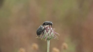 Devedikeni tomurcuğunun üzerinde oturan iki Oxythyrea Funesta Beetles. Böcek manzaralı Macro. Böcek böcekleri, Cetoniinae, meyve ve çiçek toplayıcıları, çiçek böcekleri, çiçek böcekleri