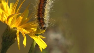 Böcek makro görüntüsü. Doğu çadırı tırtılı (Malacosoma americanum), Lasiocampidae familyasından bir güve türü.