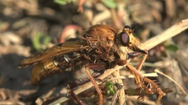 Asilidae, suikastçı sinekler. Soyguncu sineği, Kızıl tüylü genç, diğer böceklere yapılan saldırıdan sonra kumlu zeminde dinleniyor. Güçlü yapılı, kısa tüylü, güçlü hortumlar. Uzunluğu 5 cm