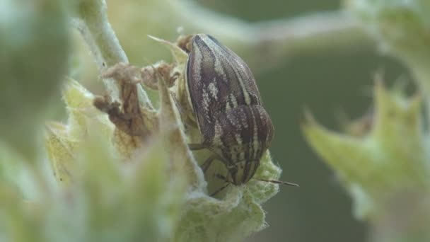 Eurygaster Integriceps Shield Bug Scutelleridae Sunn Plest Corn Bug Staggering — Vídeos de Stock