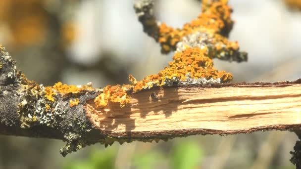 Gul Och Vit Mossa Gren Sommarskogen — Stockvideo