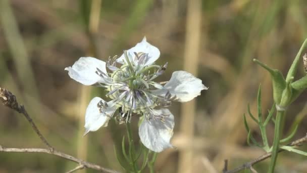 Weiße Blume Mit Fünf Blütenblättern Wächst Auf Der Sommerwiese Schwankend — Stockvideo
