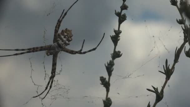 Swinging Summer Wind Argiope Lobata Spider Hanging Its Own Web — Stock Video