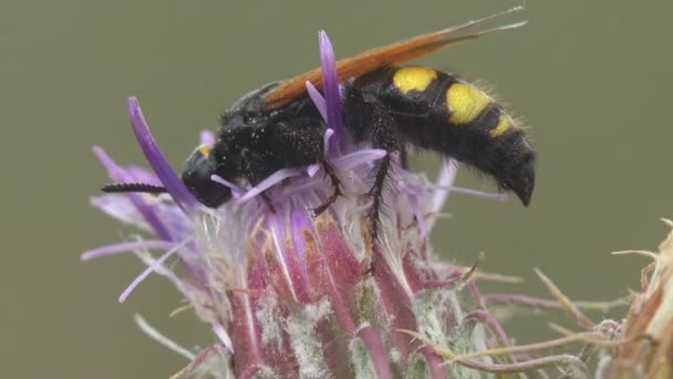 Sphecius Speciosus Een Wespensoort Uit Familie Van Crabronidae Wespen Onderfamilie — Stockvideo