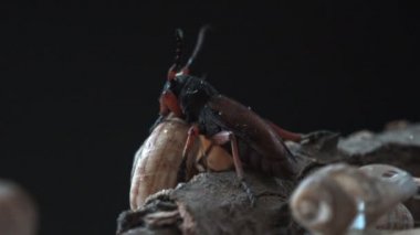 Dorcadion Sp. (Longhorn Beetle sp.) Kabuğun üzerinde oturan, Cerambycidae familyasından bir böcek. Vahşi hayatta Macro böceğinin her yanından görüntüsü