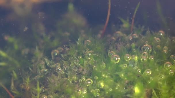 大型水蚤 Daphnia Magna 是一种小型浮游甲壳类动物和其他小型甲壳类动物 生活在平静的浅水沼泽中 在绿藻中快速移动 形成了水下宏观混沌 — 图库视频影像
