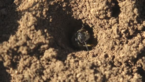 卵から孵化した若いミツバチは 卵が置かれている地面の穴からのぞき見します 野生動物における昆虫のマクロビュー — ストック動画