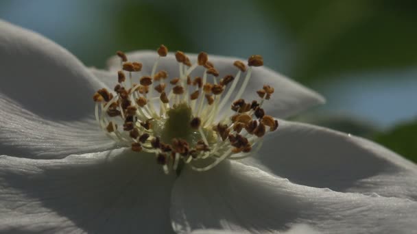 Rose Est Une Plante Ligneuse Vivace Fleurs Genre Rosa Famille — Video