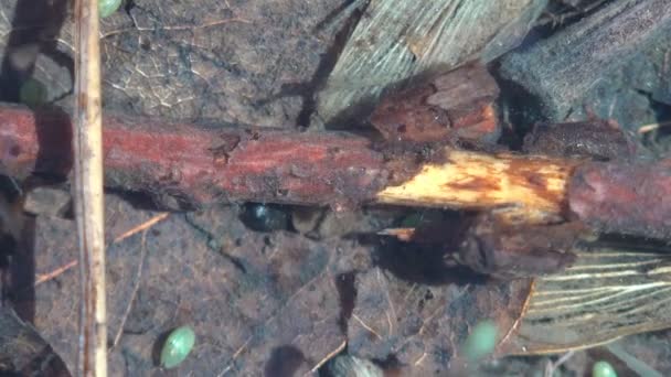 Υποβρύχια Macro Χάος Daphnia Magna Είναι Ένα Μικρό Πλαγκτόνικ Καρκινοειδές — Αρχείο Βίντεο