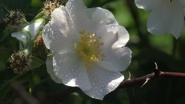 夏天森林里淡淡的微风中 白玫瑰在露珠中绽放 玫瑰属 在蔷薇科 野生生物宏观视图 — 图库视频影像