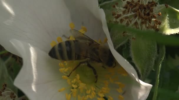 夏の風に白い野生のバラの花に蜜を集めます 野生動物のマクロ昆虫を見る — ストック動画
