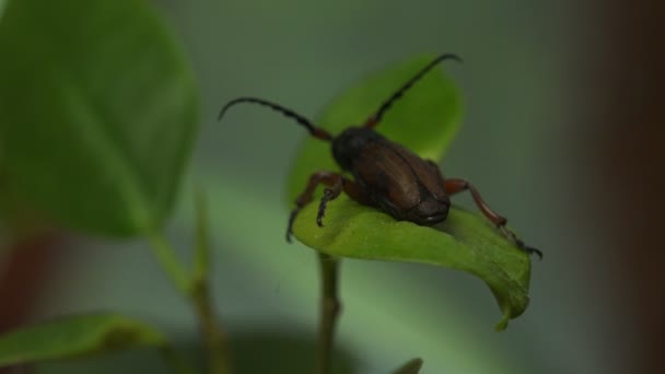 Dorcadion sp. (Longhorn Beetle sp.) scarabée de la famille des Cerambycidae, assis sur une feuille verte. Vue de tous les côtés Macro insecte dans la faune 