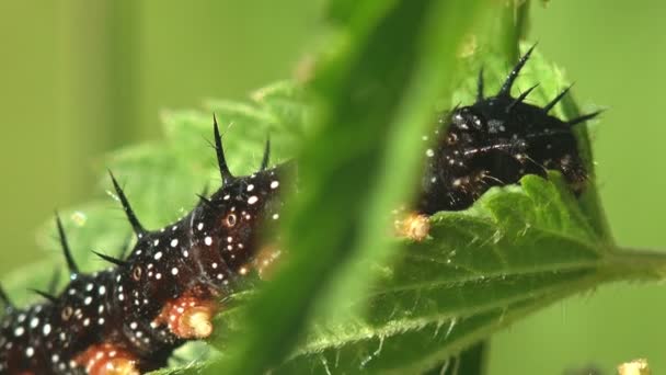 表面全体に小さな白い点と上に黒いスパイクを持つ黒い毛虫 野生動物の昆虫ビューマクロ — ストック動画