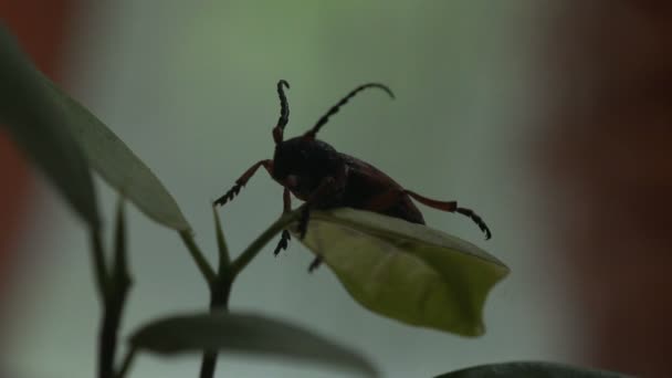 ドルカディオンSp ロングホーンビートルSp 家族の中でカブトムシCerambycidae 緑の葉の上に座って すべての側面からの眺め野生動物のマクロ昆虫 — ストック動画