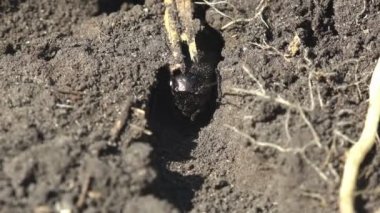 Böcek Makro manzaralı. Gryllus Campestris, ya da Field Cricket, bir delikte saklanıyor ve hazır bekliyor.