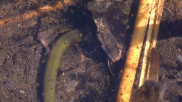 Rüssellose Blutegel Arhynchobdellida Hirudinea Rüssellose Blutegel Sind Der Regel Süßwasser — Stockvideo