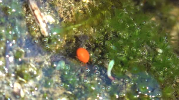 ヒドラクナ Hydrachna アジサイ科ヒドラクナ属のダニ属です 水中の赤いダニ 野生動物のマクロ昆虫を見る — ストック動画