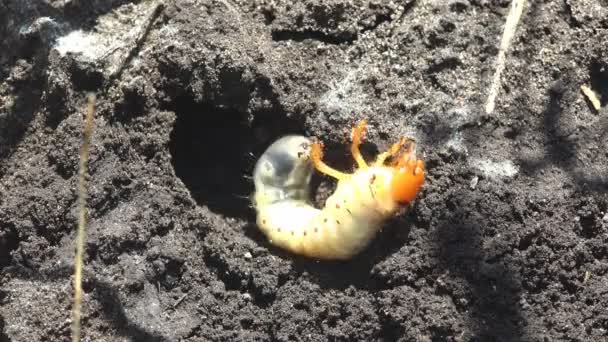 Visa Insekten Makro Naturen Larver Vit Tredje Stjärnan Maj Skalbagge — Stockvideo