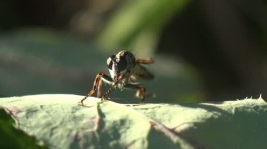 Asilidae, Suikastçı Sinekler. Kıllı Hırsız Sineği, yeşil bir yaprağa oturur uzun pençelerini ovuşturur ve büyük gözlerle bakar. Vahşi hayatta Macro böceğini görüntüle 