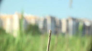 Yusufçuk, Odonata siparişidir. Mavi gökyüzüne ve arka plan şehrine karşı kuru otların üzerinde oturmaktadır. Makro böcek. Vahşi hayatta makroyu görüntüle