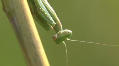 Avrupa Mantid Dini Manodea Mantidae Çayırdaki yaz ormanında yeşil çimlerin arasına gizlenmiş, vahşi ormanda şafakta ise kontrastlı. Vahşi Yaşamda Macro 'yu Göster